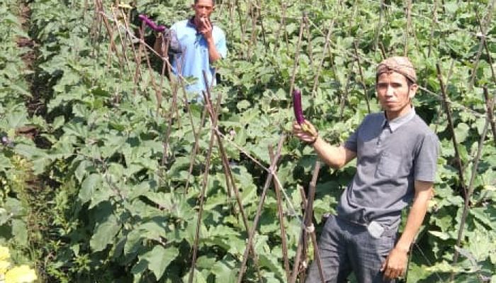 Di Masa Pandemi, Petani di Cibatu Lebih Untung Tanam Cabe Kriting dan Terong Ungu