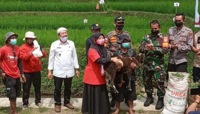 Meriahkan HUT ke-76 Kemerdekaan RI, Warga Banjarwangi Ikuti Lomba Ngarit Rumput Berhadiah Domba