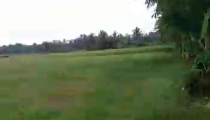 Warga Pameungpeuk Dapat Kabar di Sawahlega Akan Dibangun Pabrik, Angpau pun Sudah Disebar