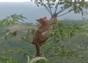 Saat Warga Berburu Babi, Tiga Ekor Macan Tutul Muncul di Hutan Sagara Garut