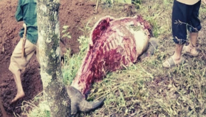 Terjadi Lagi di Garut, Pencurian Kerbau dengan Modus Disembelih dan Diambil Dagingnya