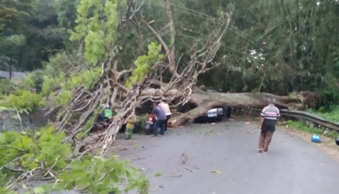 Pohon Besar Tumbang di Jalur Mudik Garut-Tasikmalaya, Empat Orang Terluka
