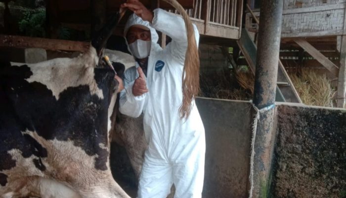 Pemkab Garut Tetapkan Status KLB Wabah PMK yang Menyerang Hewan Ternak