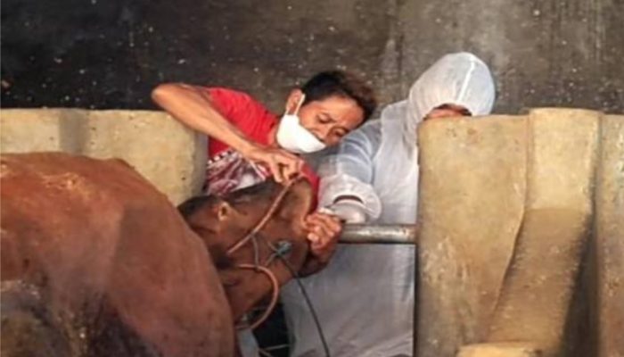 Pemkab Garut Siapkan “Uang Kerohiman” bagi Peternak yang Terdampak Wabah PMK