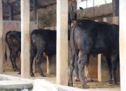 381 Sapi dan 16 Domba di Garut Dilaporkan Terinfeksi Penyakit Mulut dan Kuku