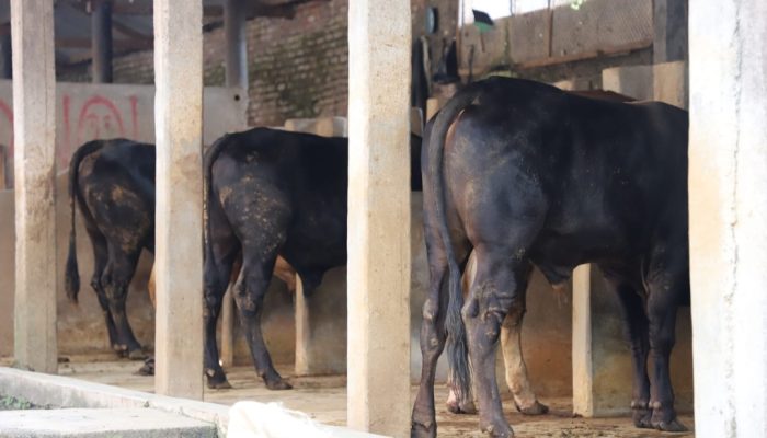 381 Sapi dan 16 Domba di Garut Dilaporkan Terinfeksi Penyakit Mulut dan Kuku