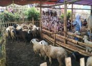 Warga Babakan Falah Berkurban 850 Ekor Domba, Didistribusikan ke 400 Desa di Garut