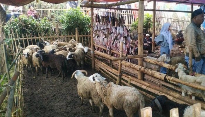 Warga Babakan Falah Berkurban 850 Ekor Domba, Didistribusikan ke 400 Desa di Garut