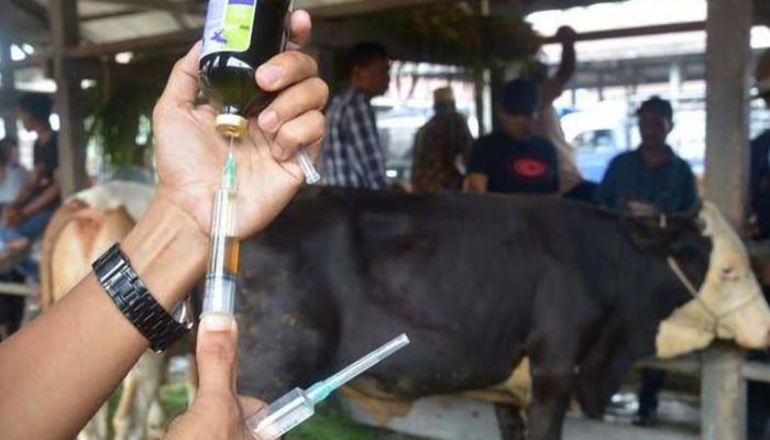 Pelaksanaan Vaksinasi PMK di Garut Terkendala Jauhnya Lokasi dan Kurangnya Petugas