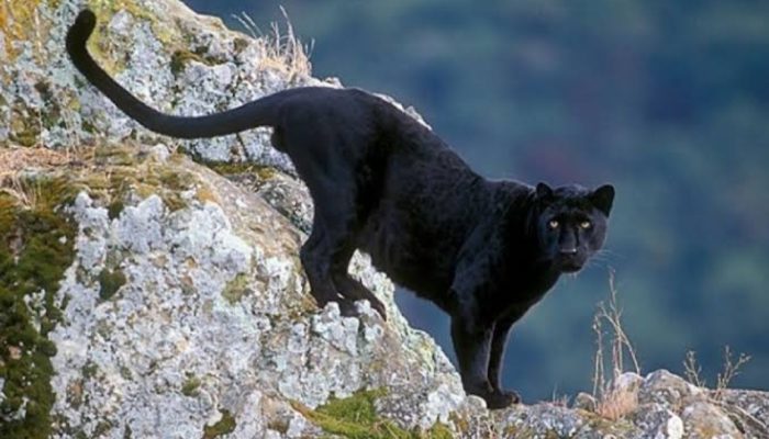 Seekor Macan Kumbang Turun ke Perkebunan Warga di Pangalengan Bandung