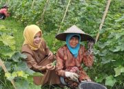 Petani Ketimun di Talegong Ketiban Untung, Sekali Musim Bisa Panen Hingga 7 Ton