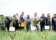 Garut Siap Jadi Pemasok Bawang Merah untuk Kota-kota Besar di Indonesia