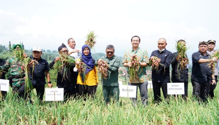 Garut Siap Jadi Pemasok Bawang Merah untuk Kota-kota Besar di Indonesia