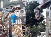 Rumah Mewah di Garut Dijaga Ular Pyton Besar, Banyak Orang Mengira Itu Sebuah Patung