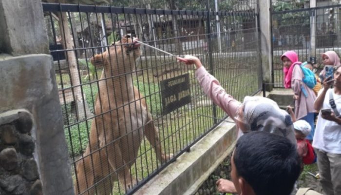 Pengunjung Taman Satwa Cikembulan Garut Selama Libur Nataru Capai 15 Ribu Orang