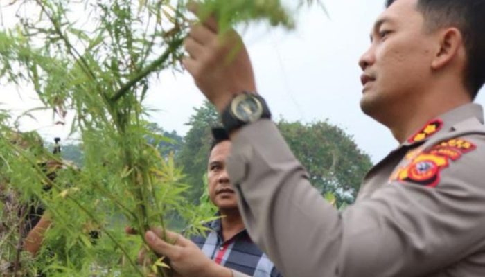 Polisi Temukan Kebun Ganja di Kawasan Cagar Wisata Situ Cangkuang Garut