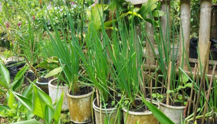 Dinas Pertanian Garut Ajak Masyarakat untuk Manfaatkan Halaman Rumah dengan Menanam Pangan
