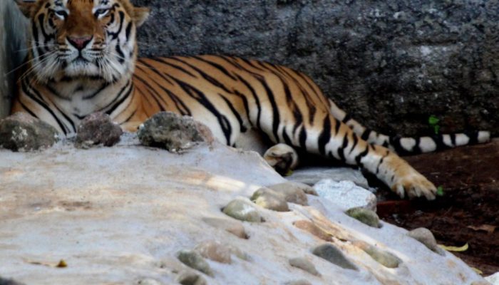 Taman Satwa Cikembulan Garut Miliki Penghuni Baru, Yakni Harimau Benggala
