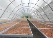 Hasil Produksi Kapulaga Melimpah, Petani Cibalong Minta Dinas Terkait Bantu Pemasaran