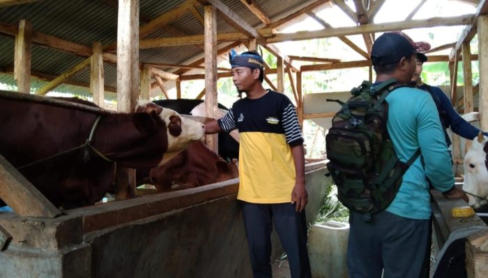 Kurangi Penggunaan Pupuk Kimia, Kades Mekarmukti Galakan Peternakan di Lahan Carik Desa
