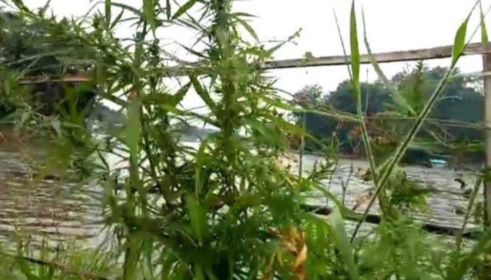 Ladang Ganja yang Ditemukan di Leles Garut Ternyata di Luar Kawasan Wisata Situ Cangkuang