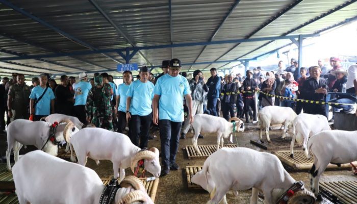 Helmi Budiman Setuju Jika Domba Garut Dikawinkan dengan Domba Australia, Kenapa?