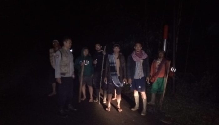Saat Ditinggal Sholat Tarawih, Lima Kerbau di Singajaya Nyaris Raib Digondol Maling