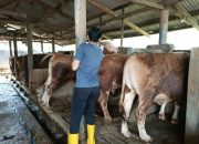 Dipasok dari Luar Daerah, Stok Hewan Kurban di Garut Tahun Ini Tercukupi