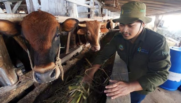 Peternak Sapi Potong Asal Garut Miliki Omset Rp150 Juta per Bulan dengan Program Petani Milenial