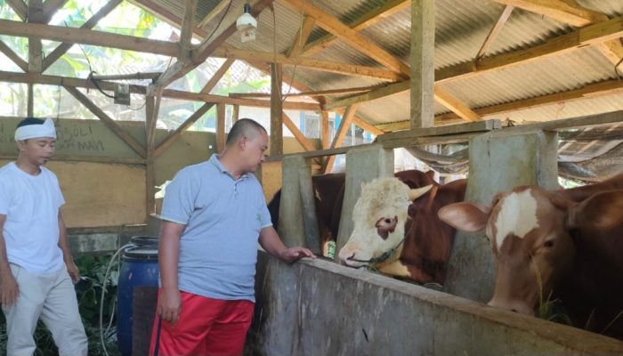 Program Ketahanan Pangan di Mekarmukti Cibalong Direalisasikan dengan Ternak Sapi