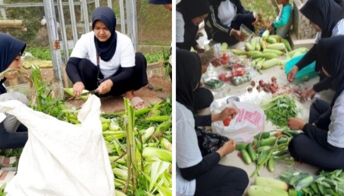 KWT Mekarwangi Talegong Panen Perdana Aneka Sayuran dari Program Harum Madu