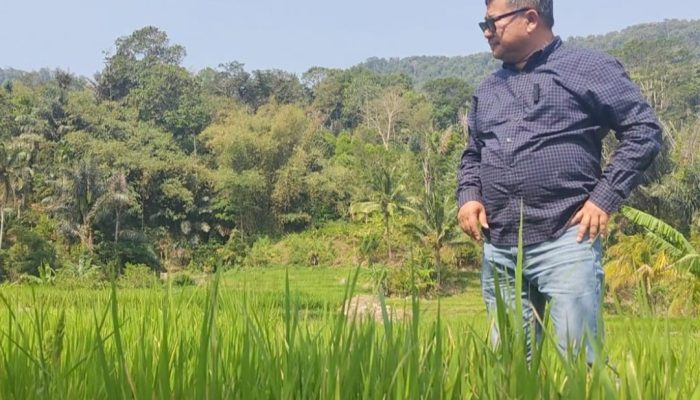620 Ha Lahan Pertanian di Garut Terdampak Kekeringan, Bupati Berharap Hujan Segera Turun