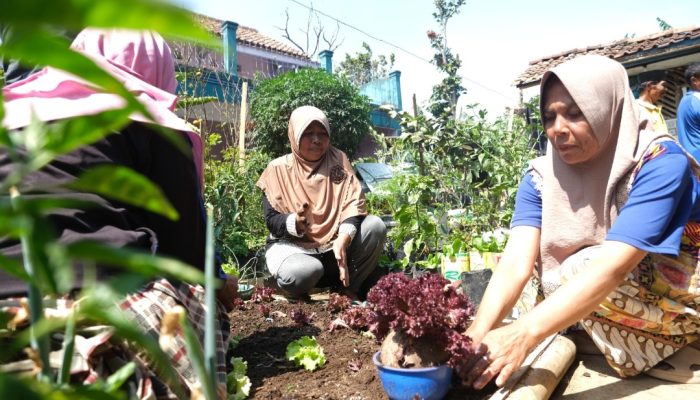 Harum Madu Menyebar di 42 Kecamatan, Solusi Inflasi dan Pemenuhan Pangan di Garut