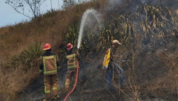 Hasil Penyelidikan Polisi, Penyebab Kebakaran Hutan di Gunung Guntur karena Ulah Kelompok Remaja