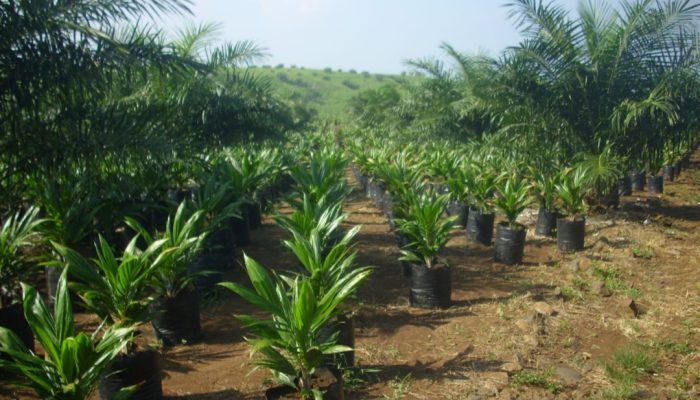 Mendulang Peluang Uang di Perkebunan PT Condong Garut Petani Bisa Sejahtera, Bagaimana Caranya?
