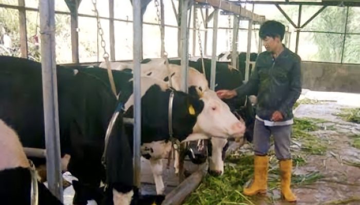 Terdampak Kemarau Panjang, Peternak Sapi Perah di Pangalengan Kekurangan Pakan Rumput