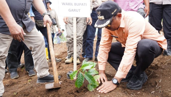 Karena Tingginya Permintaan Pasar Dalam Negeri, Garut Targetkan Tanam 770 Ribu Pohon Kopi