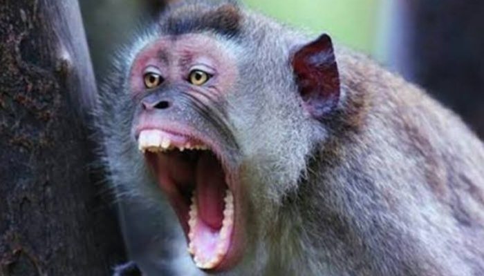 Kera Liar Serang Warga di Cibatu Garut, Seorang Meninggal Dunia dan Dua Terluka