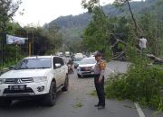 Pohon Tumbang di Jalan Tutugan Leles Garut, Arus Lalu Lintas Sempat Terganggu