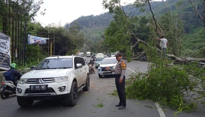Pohon Tumbang di Jalan Tutugan Leles Garut, Arus Lalu Lintas Sempat Terganggu