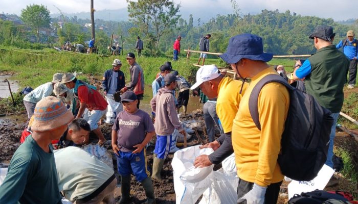 250 Ha Sawah di Cilawu Terancam Tak Bisa Ditanam, Dinas Pertanian Bangun Tanggul dan Normalisasi Saluran Irigasi