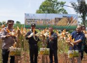 60 Persen Produksi Jagung Jawa Barat Disuplai dari Garut, Haeruman: Tahun 2023 Hasilkan 482.916 Ton
