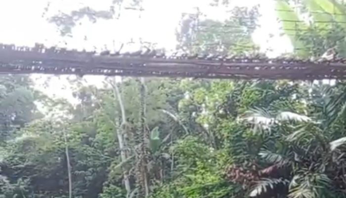 Interaksi Warga Dua Desa di Bungbulang Terganggu Gegara Jembatan Gantung Cigolewang Rusak Parah