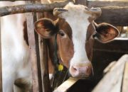 Populasi Sapi Perah di Garut Pernah Turun Drastis Akibat Pandemi PMK dan LSD