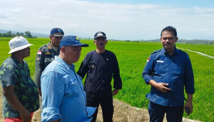 Dirjen Tanaman Pangan Kementan Tinjau Lahan Sawah di Garut Selatan, Ada Apa?