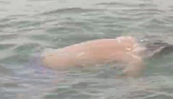 Satu dari Dua Nelayan Korban Perahu Terbalik di Laut Selatan Garut Ditemukan