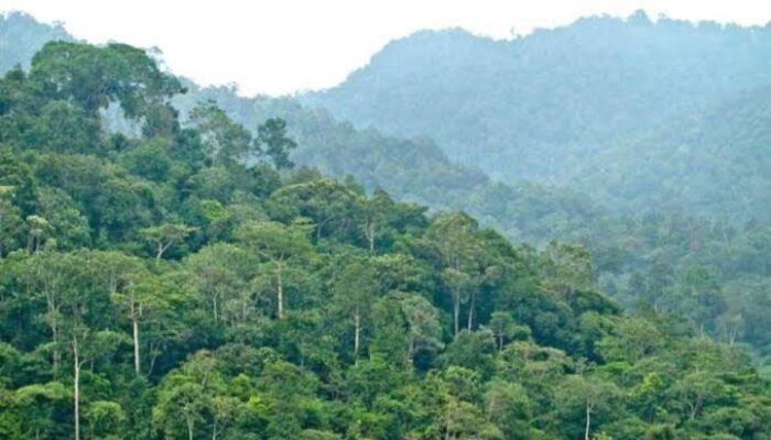 60 Persen dari Wilayah Garut Merupakan Kawasan Hutan Lindung, Penyebab Sulitnya Berkembang?