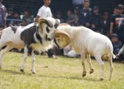Pemkab Garut Jadikan Seni Ketangkasan Domba Sebagai Agenda Tahunan yang Dikelola Secara Profesional