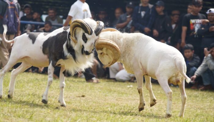 Pemkab Garut Jadikan Seni Ketangkasan Domba Sebagai Agenda Tahunan yang Dikelola Secara Profesional