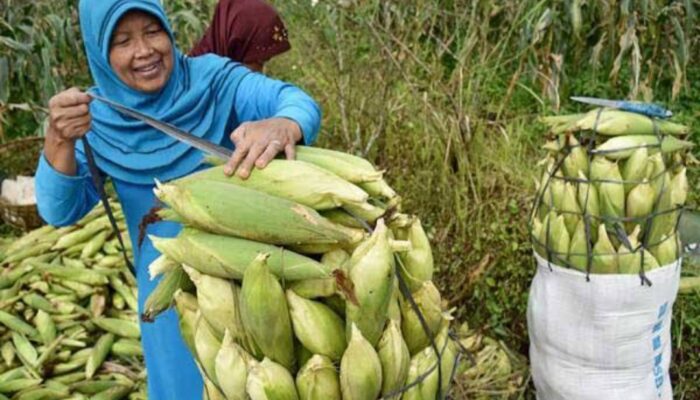 600 Ribu Ton per Tahun, Garut Sumbang 60 Persen dari Total Produksi Jagung di Jawa Barat